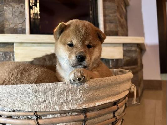 Κουτάβια Shiba Inu